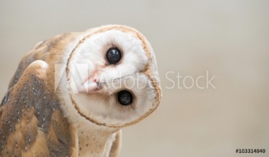 Bild på Common barn owl  Tyto albahead  close up